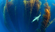 Californian sea lion (Zalophus californianus) in Giant kelp (Macrocystis pyrifera) forest, San Benitos Islands, Baja California Pacific Islands Biosphere Reserve, Baja California, Mexico, May