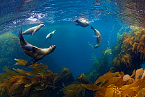 Californian sea lion (Zalophus californianus) and Giant Kelp (Macrocystis pyrifera) forest, San Benitos Islands, Baja California Pacific Islands Biosphere Reserve, Baja California, Mexico, May
