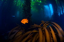 Garibaldi fish (Hypsypops rubicundus) and Giant Kelp (Macrocystis pyrifera) forest, San Benitos Islands, Baja California Pacific Islands Biosphere Reserve, Baja California, Mexico, May