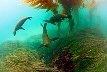 Californian sea lion (Zalophus californianus), San Benitos Islands, Baja California Pacific Islands Biosphere Reserve, Baja California, Mexico, May
