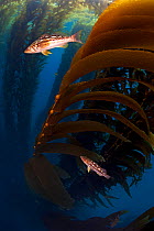 Kelp bass / Rock sea bass (Paralabrax clathratus) and Giant Kelp (Macrocystis pyrifera) forest, San Benitos Islands, Baja California Pacific Islands Biosphere Reserve, Baja California, Mexico, May