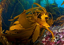 Giant kelpfish (Heterostichus rostratus), San Benitos Islands, Baja California Pacific Islands Biosphere Reserve, Baja California, Mexico, May