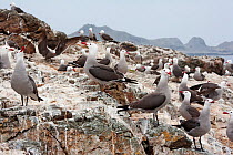 Heermann's gull (Larus heermanni) colony, San Benitos Islands, Baja California Pacific Islands Biosphere Reserve, Baja California, Mexico, May
