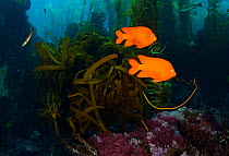 Garibaldi fish (Hypsypops rubicundus), San Benitos Islands, Baja California Pacific Islands Biosphere Reserve, Baja California, Mexico, May