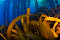 Southern sea palm (Eisenia arborea) and Giant kelp (Macrocystis pyrifera) forest, San Benitos Islands, Baja California Pacific Islands Biosphere Reserve, Baja California, Mexico, May