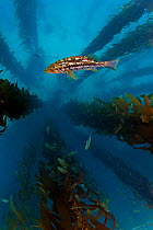 Kelp bass / Rock sea bass (Paralabrax clathratus) and Giant kelp (Macrocystis pyrifera) forest, San Benitos Islands, Baja California Pacific Islands Biosphere Reserve, Baja California, Mexico, May