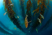 Kelp bass / Rock sea bass (Paralabrax clathratus) and Giant kelp (Macrocystis pyrifera) forest, San Benitos Islands, Baja California Pacific Islands Biosphere Reserve, Baja California, Mexico, May