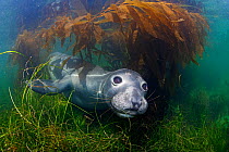 Northern elephant seal (Mirounga angustirostris) and Giant Kelp (Macrocystis pyrifera), Cedros Island, Pacific Ocean, Baja California, Mexico, May
