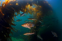 Kelp bass / Rock sea bass (Paralabrax clathratus) and Giant Kelp (Macrocystis pyrifera), Cedros Island, Pacific Ocean, Baja California, Mexico, May