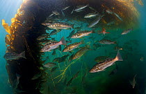 Kelp bass / Rock sea bass (Paralabrax clathratus) and Giant kelp (Macrocystis pyrifera), Cedros Island, Pacific Ocean, Baja California, Mexico, May