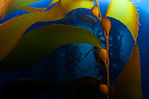 Giant kelp (Macrocystis pyrifera) forest, Cedros Island, Pacific Ocean, Baja California, Mexico, May