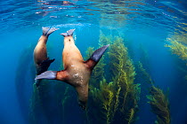 Californian sea lion (Zalophus californianus) and Giant kelp (Macrocystis pyrifera) forest, San Benitos Islands, Baja California Pacific Islands Biosphere Reserve, Baja California, Mexico, May