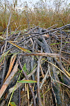 Lodge built with tree branches cut and stripped of bark by Eurasian beavers (Castor fiber) in reedbeds bordering the Kasari River, Kluustri, Estonia, September.