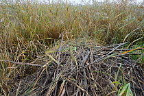 Lodge built with tree branches cut and stripped of bark by Eurasian beavers (Castor fiber) in reedbeds bordering the Kasari River, Kluustri, Estonia, September.