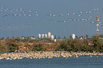 Flock of White pelicans (Pelecanus onocrotalus) feeding at Kibbutz Ma'agan Michael fish farm, Israel. November 2012.