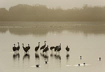 Flock of Common cranes (Grus grus)  at roost at dawn on a misty morning. Hula Valley, Israel. November