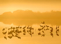 Flock of Common cranes (Grus grus)  at roost at dawn on a misty morning. Hula Valley, Israel. November