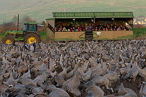 Tourists in a 'safari wagon' observing a flock of Common cranes (Grus grus) in the Hula Valley, Israel. January. The cranes are fed on maize kernels by a farmers' co-operative, to mitigate against cro...
