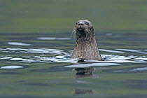 Common seal  (Phoca vitulina) bottling (resting vertically in water) Isle of Skye, Scotland. June.