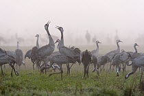 Flock of common cranes (Grus grus) feeding on a misty morning in the Hula Valley, Israel. January. The cranes are fed on maize kernels by a farmers' co-operative, to mitigate against crop damage.