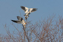Black-shouldered kite  (Elanus caeruleus) adult pair engaged in food pass. Male (above) delivering vole to female. Hula Valley, Israel. January