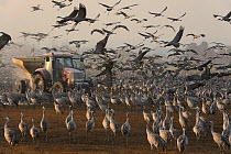 Flock of Common cranes (Grus grus) feeding in the Hula Valley, Israel. January. The cranes are being fed on maize kernels by a farmers' co-operative, to mitigate against crop damage.
