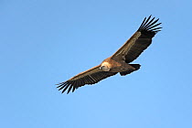 Eurasian griffon vulture (Gyps fulvus) adult in flight. Gamla, Golan Heights, Israel. January