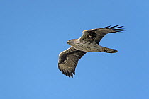 Bonelli's eagle (Hieraaetus fasciatus) adult in flight. Golan Heights, Israel. January