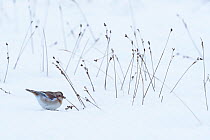 Snow bunting (Plectrophenax nivalis) female in snowy landscape, feeding on seeds of rush. Cairngorms National Park, Scotland. February
