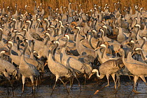 Flock of Common cranes (Grus grus) feeding in the Hula Valley, Israel. January. The cranes are fed on maize kernels by a farmers' co-operative, to mitigate against crop damage.
