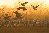 Common cranes (Grus grus) flock feeding just after dawn. Hula Valley, Israel. January. The cranes are fed on maize kernels by a farmers' co-operative, to mitigate against crop damage.