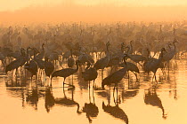 Flock of common cranes (Grus grus) feeding early on a misty morning. Hula Valley, Israel. January. The cranes are fed on maize kernels by a farmers' co-operative, to mitigate against crop damage.