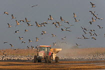 Flock of Common cranes (Grus grus) feeding in the Hula Valley, Israel. January. The cranes are being fed on maize kernels by a farmers' co-operative, to mitigate against crop damage.
