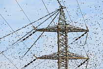 Pre-roost gathering of common starlings (Sturnus vulgaris) on an electricity pylon. Negev Desert, Israel. January 2016. Honorable mention in the Garden and Urban Birds Category of the Bird Photographe...