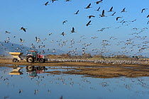 Flock of Common cranes (Grus grus) feeding in the Hula Valley, Israel. January. The cranes are being fed on maize kernels by a farmers' co-operative, to mitigate crop damage.
