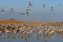 Common cranes (Grus grus) flock feeding in the Hula Valley, Israel. January. The cranes are fed on maize kernels by a farmers' co-operative, to mitigate against crop damage.