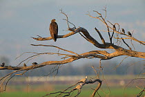 Greater spotted eagle (Aquila clanga) juvenile perched in dead tree. Hula Valley, Israel. November.