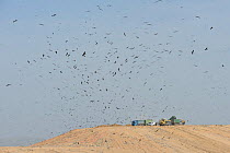 Black kites (Milvus migrans) gathering at a landfill site. Negev desert, Israel. January.