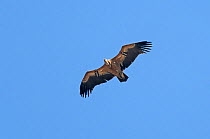 Eurasian griffon vulture (Gyps fulvus) adult in flight, and marked with wing tag, Gamla, Israel. November.