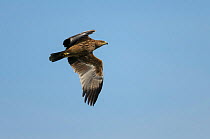 Eastern imperial eagle (Aquila heliaca) sub-adult in flight. Hula Valley, Israel. November.