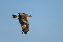 Eastern imperial eagle (Aquila heliaca) sub-adult in flight. Hula Valley, Israel. November.