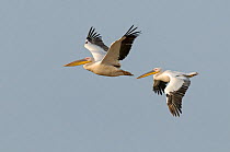 White pelicans (Pelecanus onocrotalus) in flight. Israel. November,
