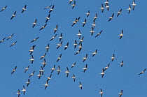 Migratory flock of White pelicans (Pelecanus onocrotalus) in flight over Mediterranean coast, Israel, November.