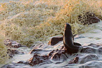 Cape fur seal (Arctocephalus pusillus) adult female in evening light  with big waves crashing on rocks,  Cape Cross seal colony, Namibia