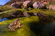 Sand frog (Tomopterna sp.) found in one of the rare rain ponds along a dry stream, Brandberg area, Namibia.