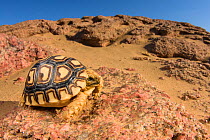 Leopard tortoise (Geochelone pardalis) young specimen walking among rocks and gravel, Brandberg area, Namibia.