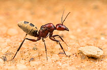 Namib Desert dune ant (Camponotus detritus), queen looking for a suitable place to start building a colony. Swakopmund, Dorob National Park, Namibia
