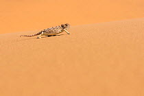 Namaqua chameleon (Chamaeleo namaquensis) adult female walking on a dune, Swakopmund, Dorob National Park, Namib desert, Namibia.