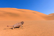 Namaqua chameleon (Chamaeleo namaquensis) adult female walking on a dune, Swakopmund, Dorob National Park, Namib desert, Namibia.