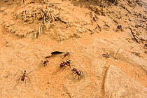 Namib Desert dune ant (Camponotus detritus), soldiers and workers guarding their colony, Swakopmund, Dorob National Park, Swakopmund, Namibia.